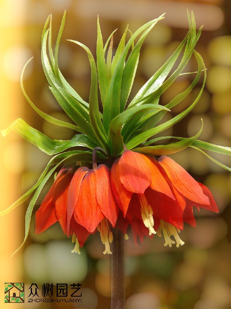 蘇州綠植租擺哪家好？引領(lǐng)綠色生活風尚的優(yōu)選品牌揭秘