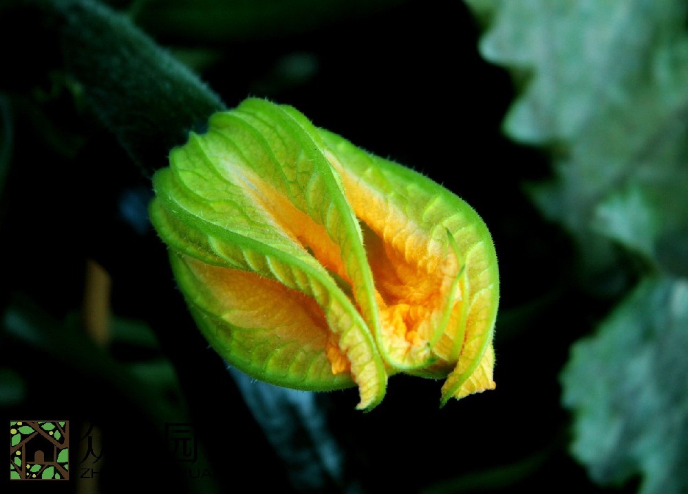 蘇州綠植花卉租擺公司：為你的空間帶來自然的生機與美感